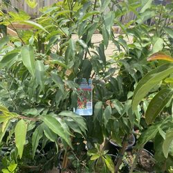 Fruit Trees