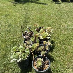 Succulents 