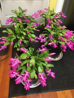 Thanksgiving  cactus