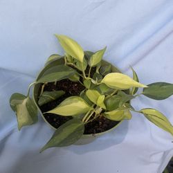 HERMOSAS PLANTAS NATURALES “PHILODENDRON BRASIL PLANT 