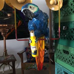 Rare Poncho Corona Parrot On A Perch 