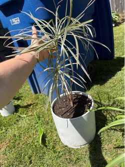 Houseplant