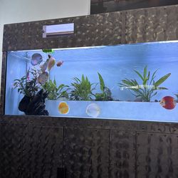Fish tank 200 gallon