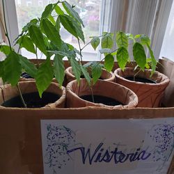 WISTERIA    3 Month Old Plants In 5" Pot $15