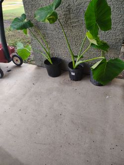 have only 3 big plants