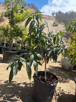 Pickering Mango