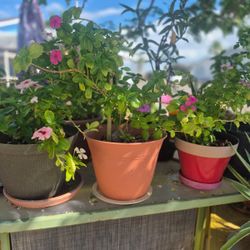 Live Vinca Plant $5 