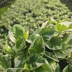 Pothos N'Joy 6” 🌿 – High-Contrast White Variegation! (Bulk & Individual)
