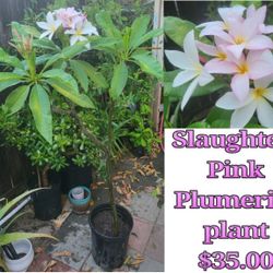 Slaughter Pink Plumeria Plant 