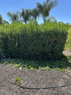 Gardener Temecula Murrieta Wildomar Lake Elsinore Menifee 