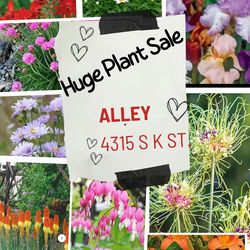 Plants and flowers , tress , strawberries and more