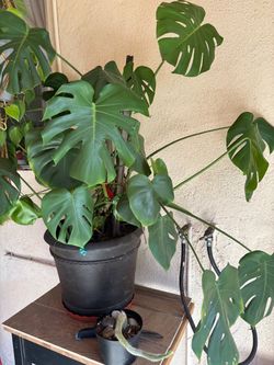 Planta de interior
