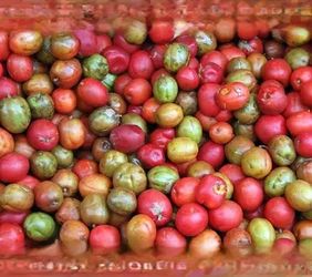 Mata de ciruela adulta - JOCOTE