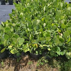 clusias  6.50 june sale 40 + Instant Privacy Hedge For Fence Green Full 