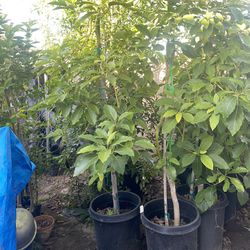 Avocado Trees