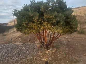 Manzanita Plants & Root Balls.