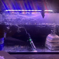 10 Gallon Tank With 2 Fish And Other