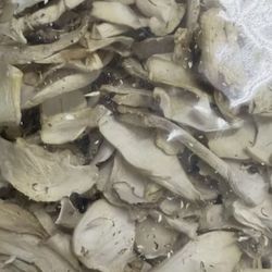 Smallhold Organic Dried King Oyster Trumpet Mushrooms 1.5 Pounds 