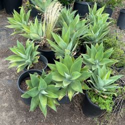 Agave Plants
