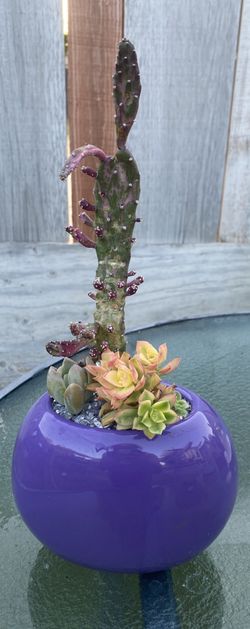 Succulents