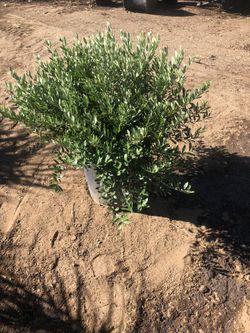 15 Gallon Olive Tree Dwarf (little Ollie’s)