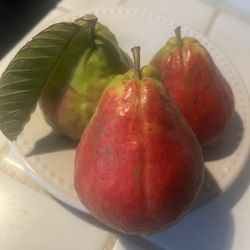 Plantas De Guallavos Blanco