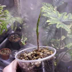Alocasia Jacklyn 