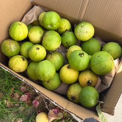 Guavas 