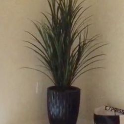 56” Silk Plant in Black Ceramic Pot