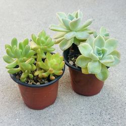 Succulents plants 🪴（2 for $5）