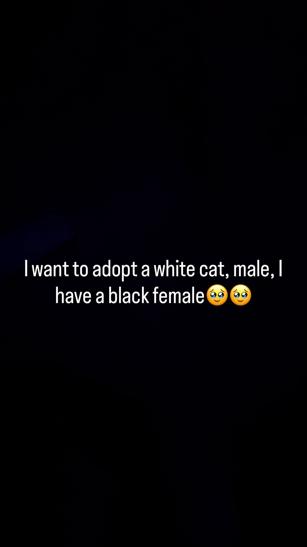 I want to adopt a white cat, please🥰
