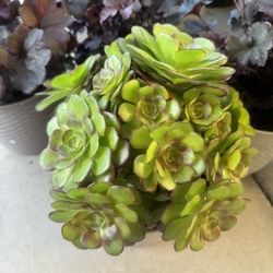 Aeonium Succulent 