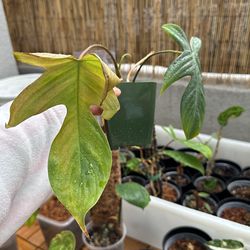 philodendron florida ghost
