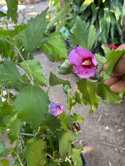 Hibisco, Tulipán chino,