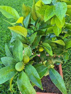 Dwarf Mandarin tree