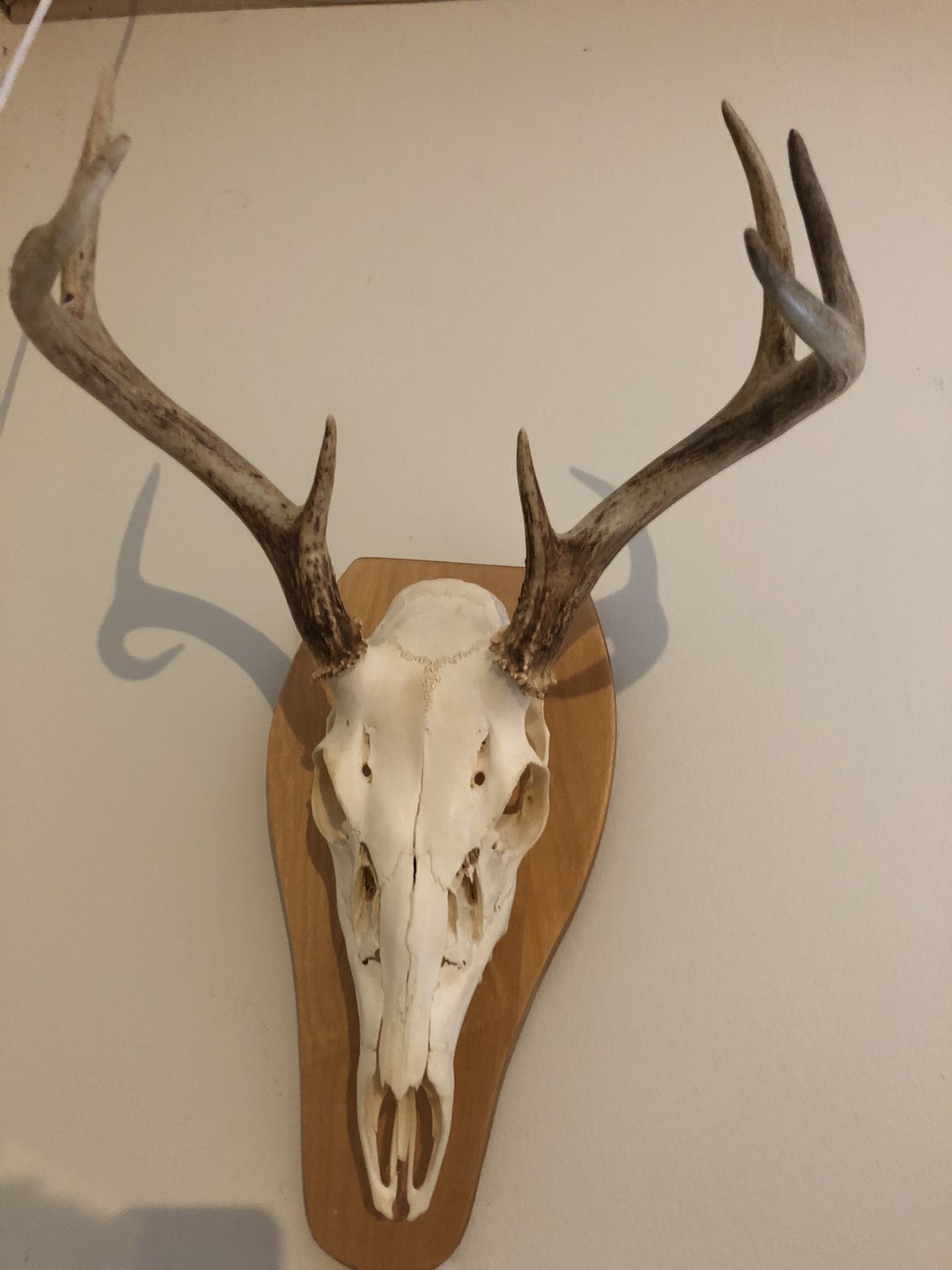 European whitetail mount