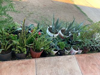 Mixed Plants Collection Part Four