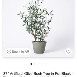 Brand New Olive Tree 30 Each Or 2 For 50 