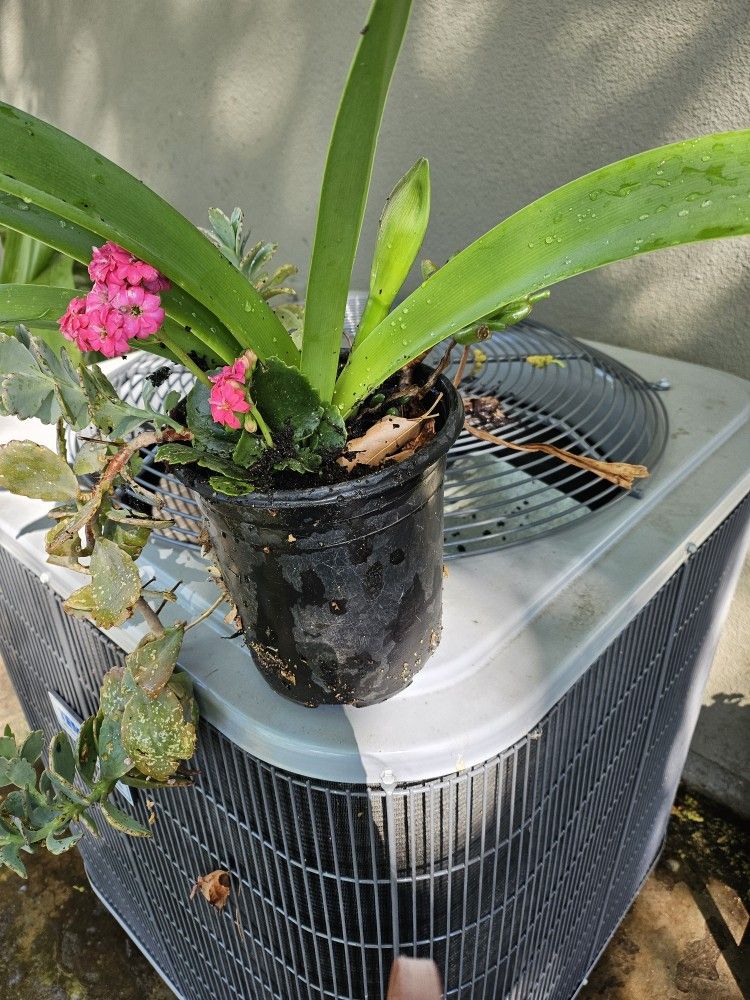 Plant šŖ“