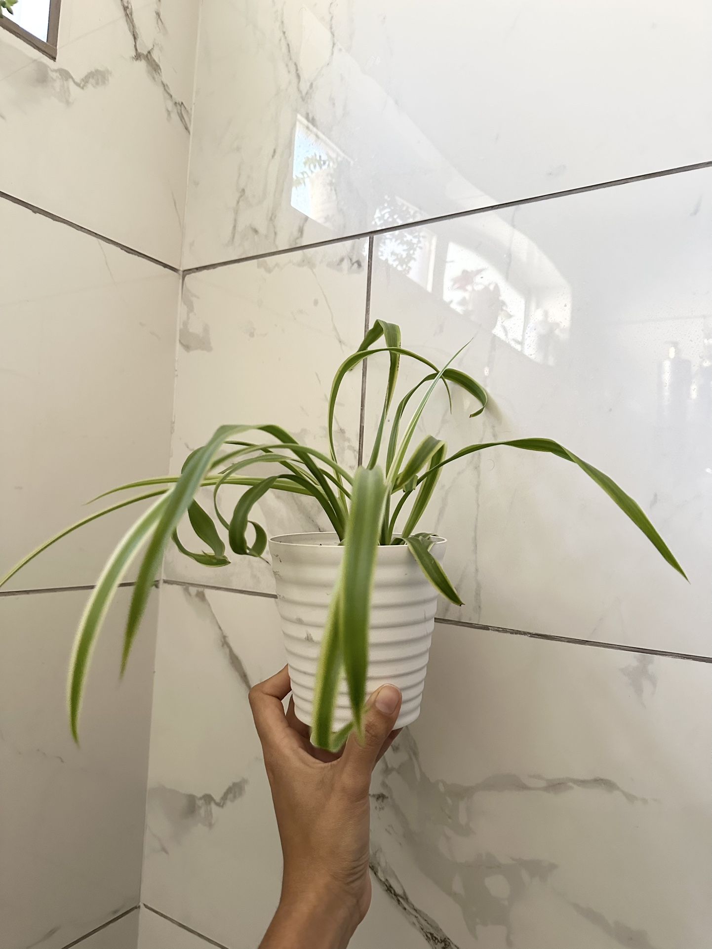 2 Spider Plants In A Pot
