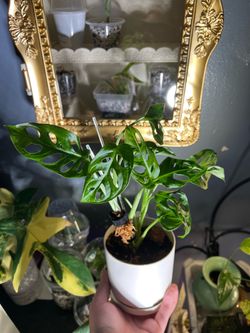Monstera adansonii large Swiss Cheese plant
