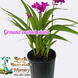 Ground Orchid Plant 🪴 in  3gal