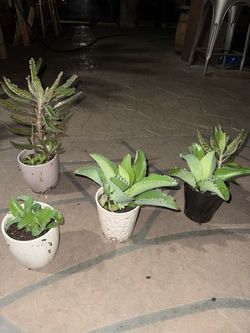 Plants for sale