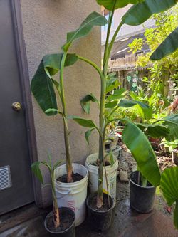 Potted Banana Plants – Set of 3Banana trees, different prices $30 bigger ones 15 small ones