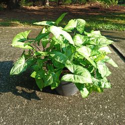 Large Arrowhead Plant  #3