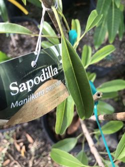 Sapodilla tree.
