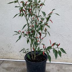 Chili Plants