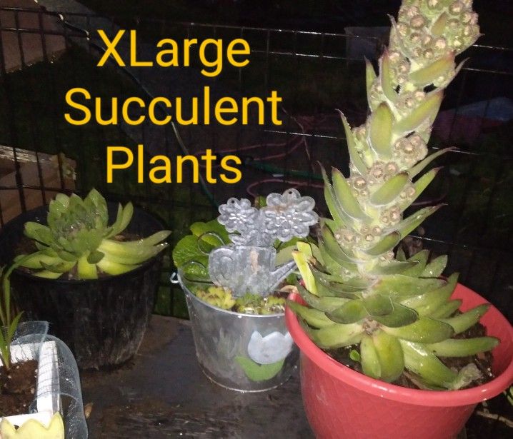 Xl Succulent Plants