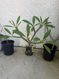 Plumeria Plant in Pot