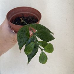 Hoya Polyneura Plant 